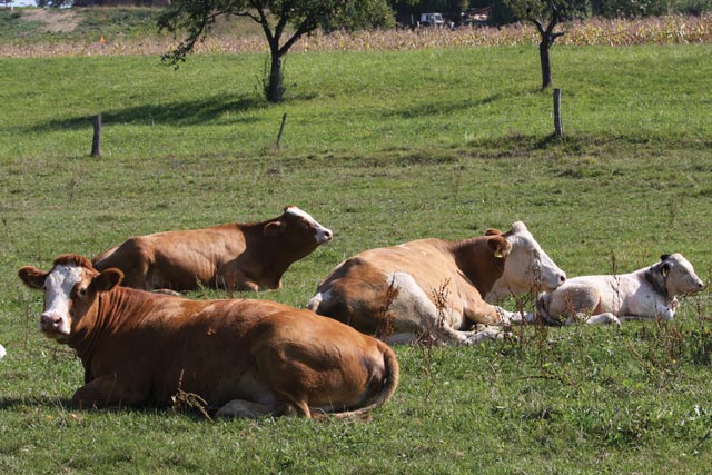 kmetija kramberger steinbauer 02