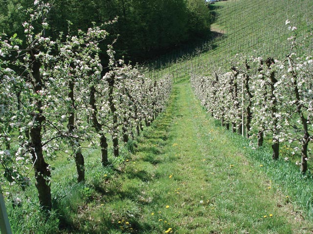 kmetija demeter purgaj 02